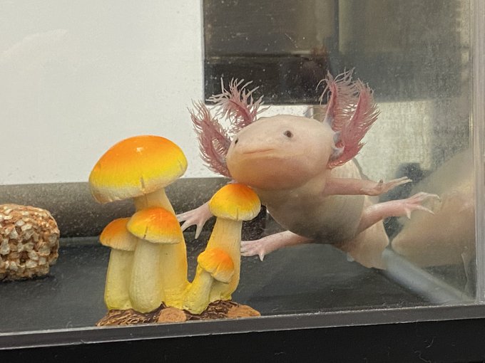 キノコがあると毎日楽しいね🍄 