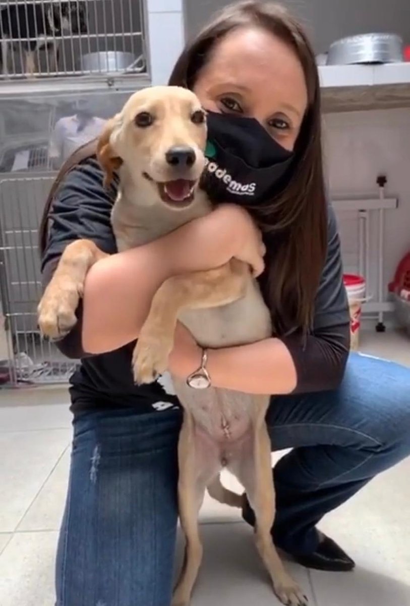 RenataAbreu2020's tweet photo. PROTEÇÃO AOS ANIMAIS 🐶❤
Você saiba que já está valendo a ✍Lei 13064/20, que aumenta a pena pra quem maltratar cães e gatos? A pena é de até 5 anos de reclusão, além de multa. Notícia boa, a gente compartilha!😉
#ProteçãoAnimal #EuDefendo #RenataAbreu #ElaNãoPara https://t.co/IwN5dSCNwf