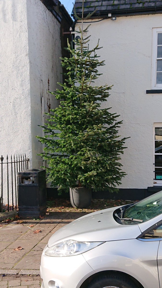 Ready for the lights! #christmasiscoming #thelionroarsagain