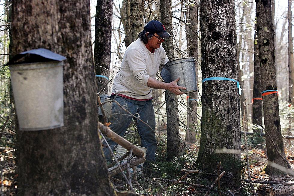 ainaaanatashaaa's tweet photo. Did you know maple syrup is a well known natural sweetener that we're obtained by tapping maple trees, extracting & evaporating the sap. #welearnsomethingneweveryday #imk221 https://t.co/zPewE5uo4N