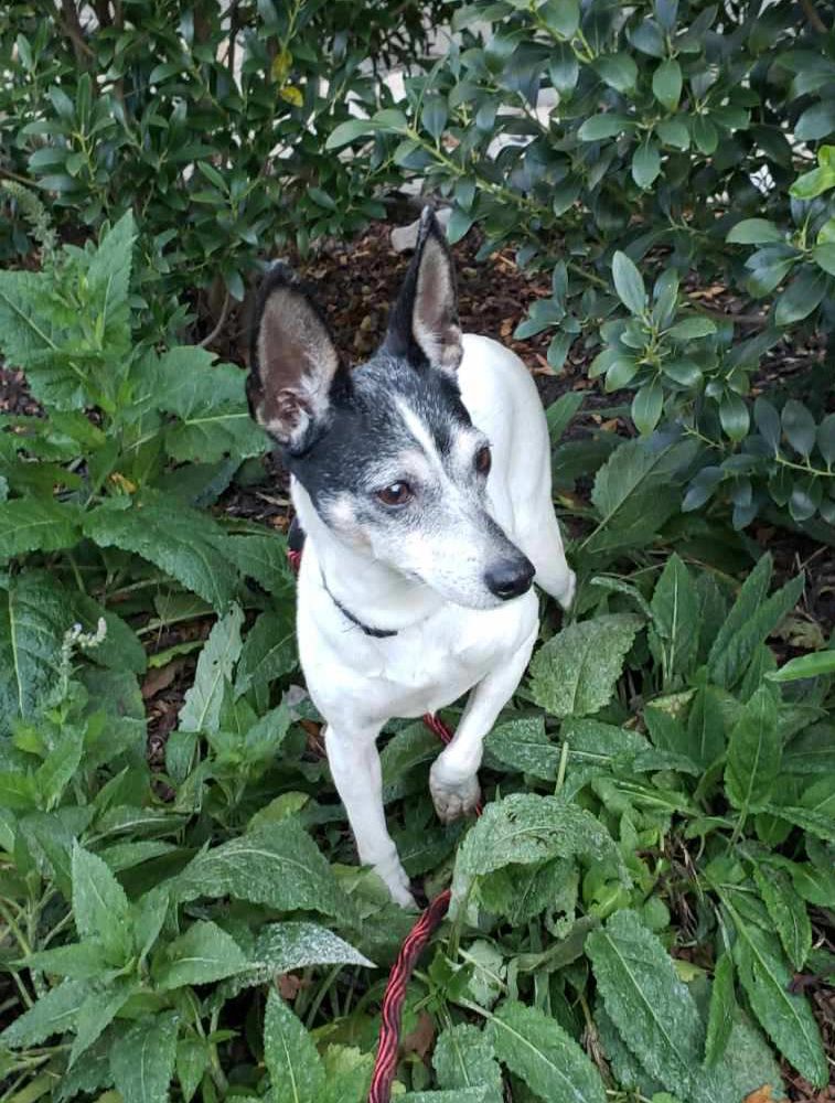 AWLAArlington's tweet photo. Today is the last day to get 50% off dog adoption fees during #PackedWeekend with Amazon Prime! Ash would love to find her new home this weekend - interested? Email awla.foster.ritchell@gmail.com to schedule a virtual meet & greet with her foster family! https://t.co/6bk7DrZ9H1