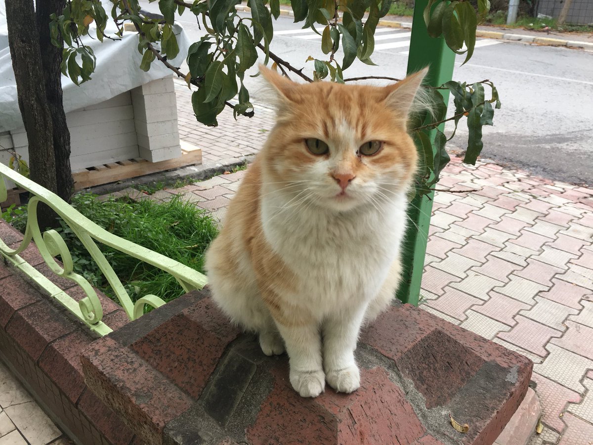 alisemin's tweet photo. Masumiyet pozu😊
📍Arkadaşlar,kış geldi havalar soğudu. Lütfen dışarıda kalmaya mahkum olan dostlarımızı unutmayalım.Dostlarımıza Mama ve su bırakmayı ihmal etmeyelim.Bu tür mesajları yayalım lütfen 🙏
#mamasu #sokaktakidostlarimiziunutmayalım #birmamadasenkoy https://t.co/uufyPKkkPK