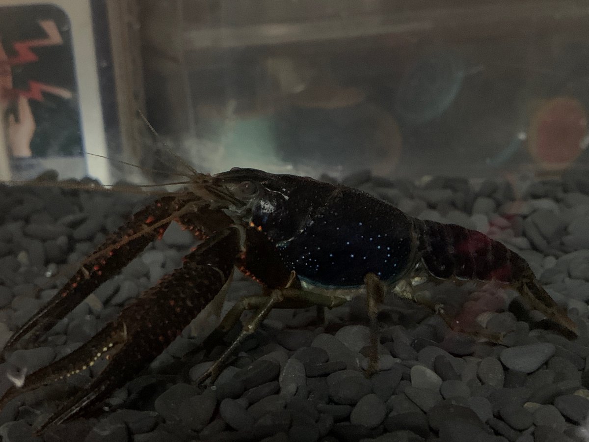 さとう ふらっと浅草アクアリウムバス 特大モクズガニ 白ヒゲアメリカザリガニ 前から憧れの黒いアメリカザリガニ ブラックキング みんなかっけー 甲殻類てほんとかっこいい 販売店様ありがとうございました さとう ふらっと浅草アクアリウムバス 特大モクズガニ 白ヒゲアメリカザリガニ 前から憧れの黒いアメリカザリガニ ブラックキング みんなかっけー 甲殻類てほんとかっこいい 販売店様ありがとうございました