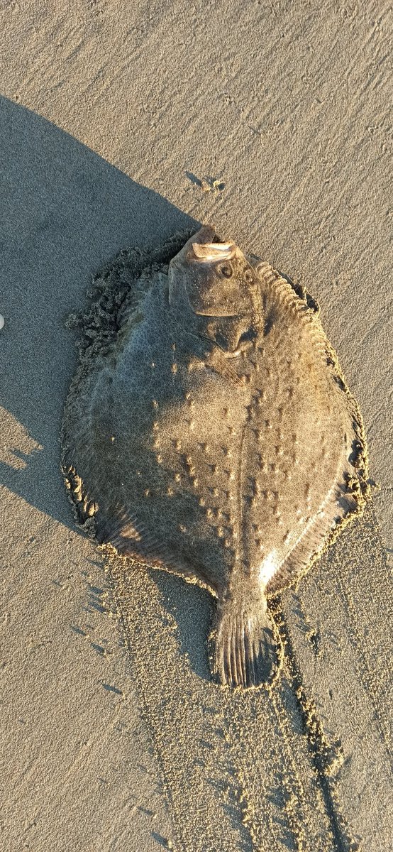 RandoRoby's tweet image. Bel #rombo chiodato stamattina.