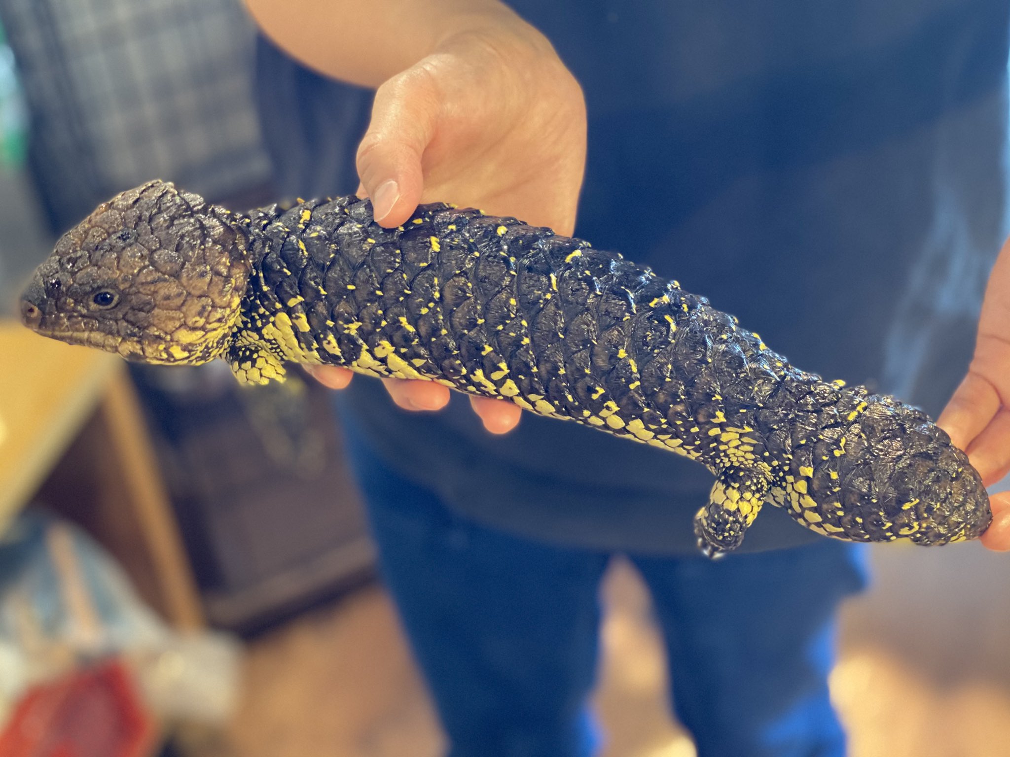 エキゾチックアニマル販売 Owl Wan アウルワン 一度もイベントには連れ出した事がない ヒガシマツカサトカゲ アスパー をお客様のご要望もあり連れ出します このアスパーは個人的趣味で店頭で眺め可愛がっていますので非常に慣れも抜群です 価格は