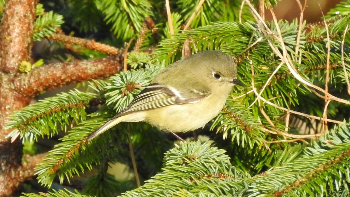 barrabirder's tweet photo. This may come as a shock to some; it sure did to me! I found Britain's 1st RUBY-CROWNED KINGLET on Barra on 12th Nov. It stayed until 19th and is now gone. We felt torn, not being able to share this rarity with others, but protecting our island community comes first during Covid. https://t.co/VXM14VOuNH