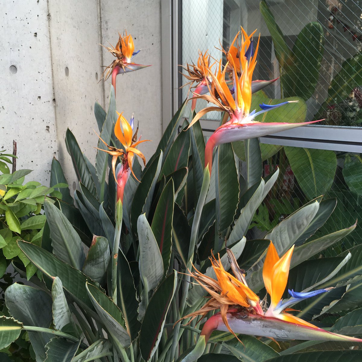 Inuitt けさ オーガスタ ストレリチア から花が咲いてて びっくりした 極楽鳥花と呼ばれる所以だな なんとも言えないつくりだったよ