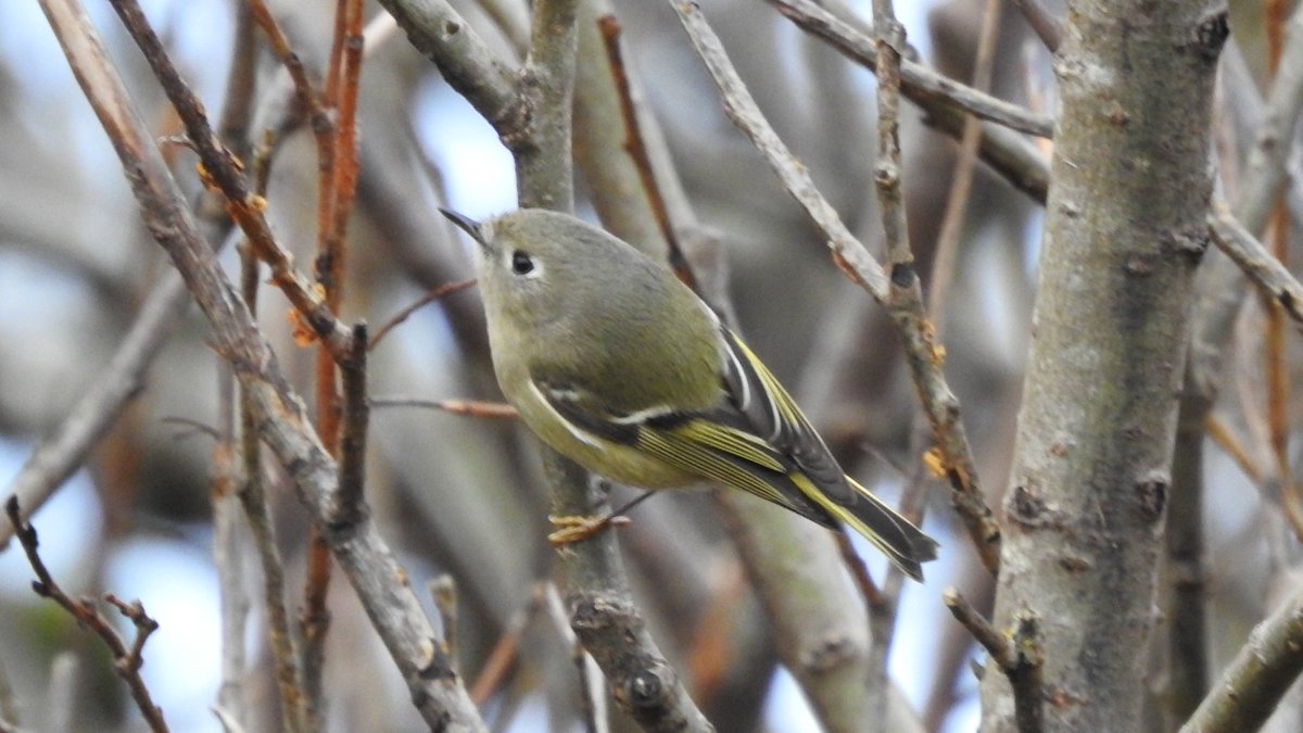 barrabirder's tweet photo. This may come as a shock to some; it sure did to me! I found Britain's 1st RUBY-CROWNED KINGLET on Barra on 12th Nov. It stayed until 19th and is now gone. We felt torn, not being able to share this rarity with others, but protecting our island community comes first during Covid. https://t.co/VXM14VOuNH