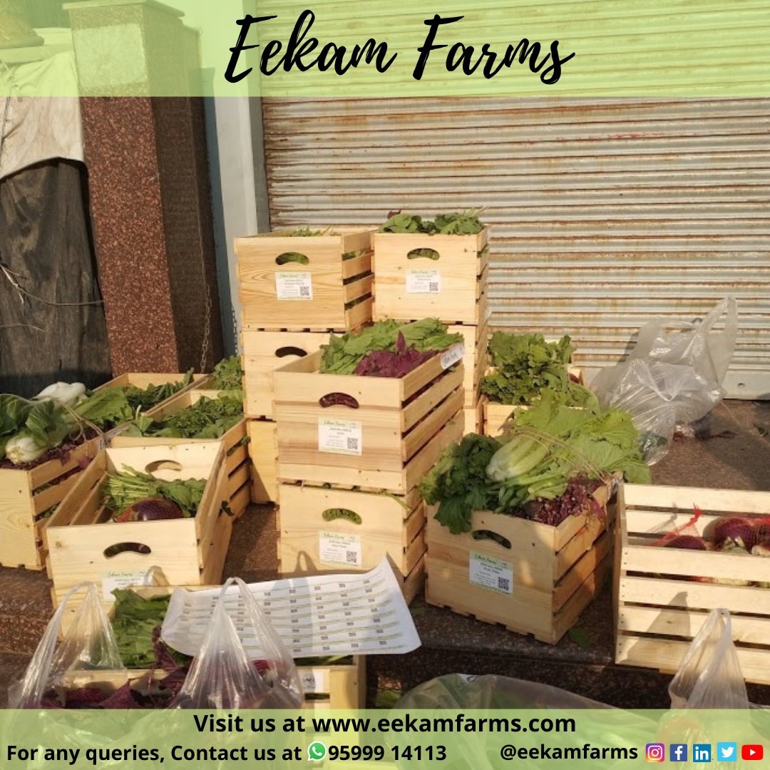 EekamFarms's tweet photo. This season's first delivery of Eekam Farms veggies that are ready to give you a natural &amp; chemical-free taste of vegetables.
Try our 5 kg Mini Basket for one month and know the difference!
Subscribe now at https://t.co/9UZMIc7xDp
For more info join this: https://t.co/tkmIcYdAk5 https://t.co/F552qKtE12