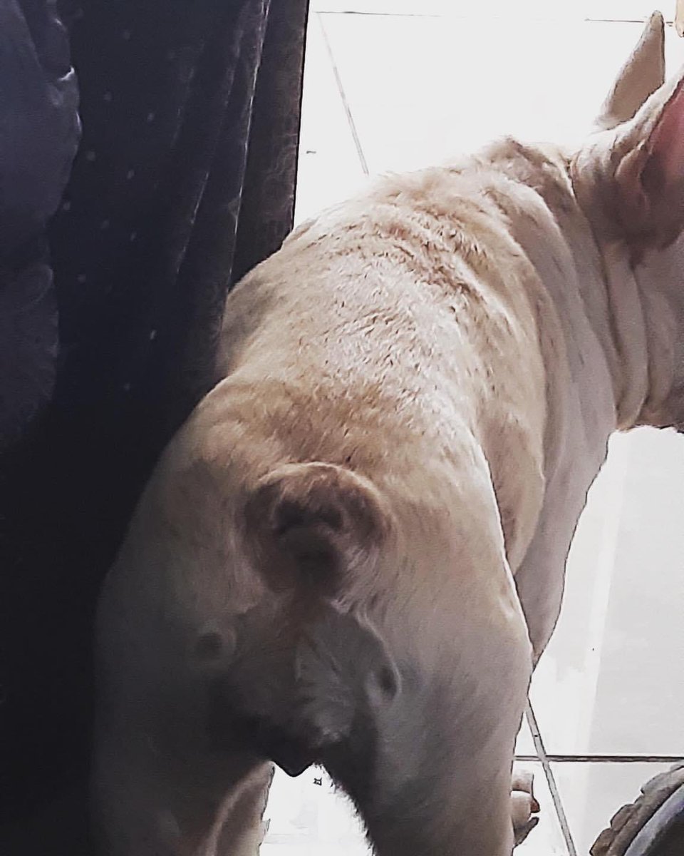 MakeSensePics's tweet photo. dog https://t.co/yGpj7jTCyi