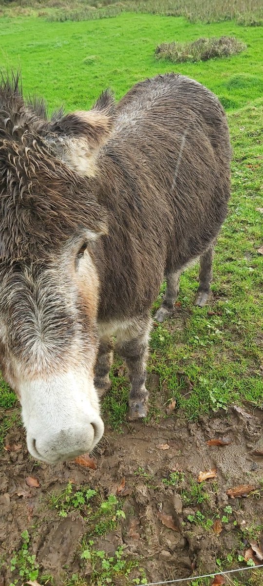 theEquinePhotog's tweet photo. @ShannonHeritage your donkeys hooves at Craggaunowen need some attention #trim #overgrown #AnimalWelfare https://t.co/buFy7y2PDf