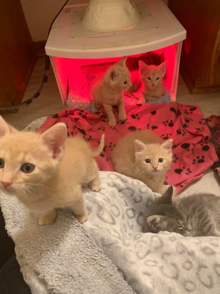Look at da bebbies. Dere are 6. Please hep us take care of them. There is no tour becuz of da virus so no monies. Buy from our store or donate. rockcatsrescue.org/donate