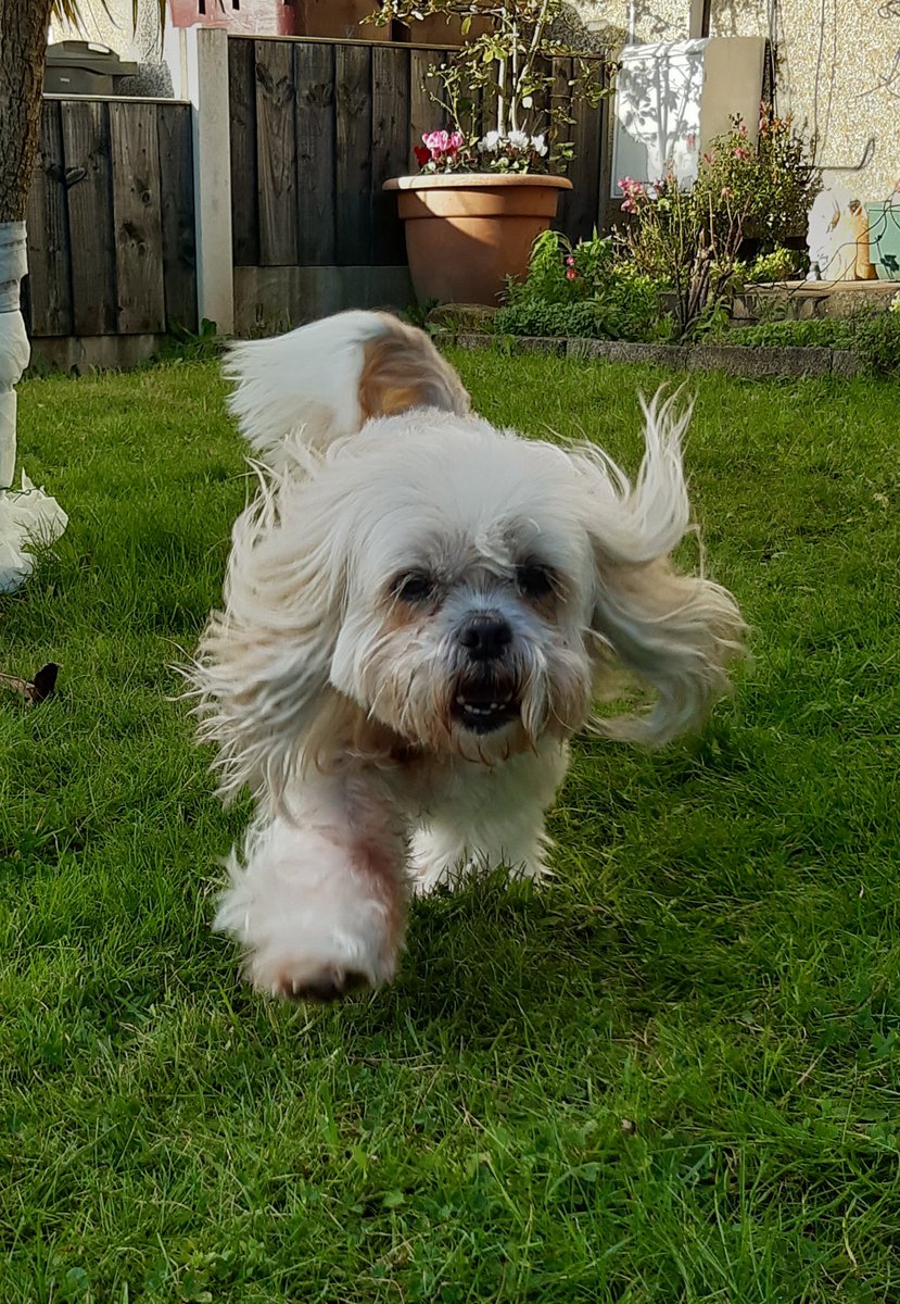 CorinneBrown29's tweet photo. Take a leaf out of the dogs book, break free and run for it with life... She might be old, but she can still run rings around any puppy.
#dogs #dogsoftwitter #DogsRuleOk #Runaround #running #Freedom #Dog #dogscantlookup https://t.co/VOrezOsyfP