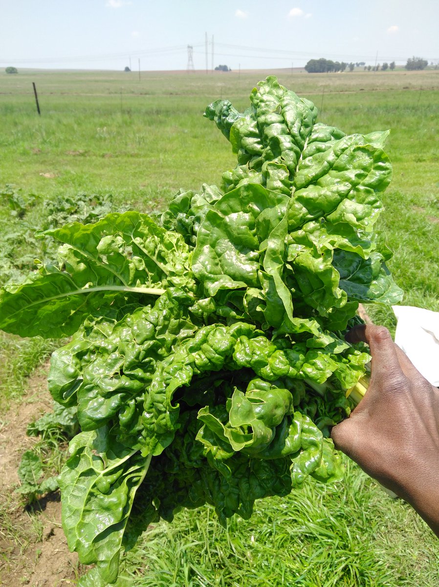 njavhulo's tweet photo. #YoungandFarming #FarmingTwitter the best way to get things done is to do it by yourself. I will appreciate every support from you guys. I am selling Spinach. Delivery is available locally. I am based in Ermelo, Mpumalanga. I am ready to supply any super market. More pictures 👇🏽 https://t.co/OobaAX3ppr