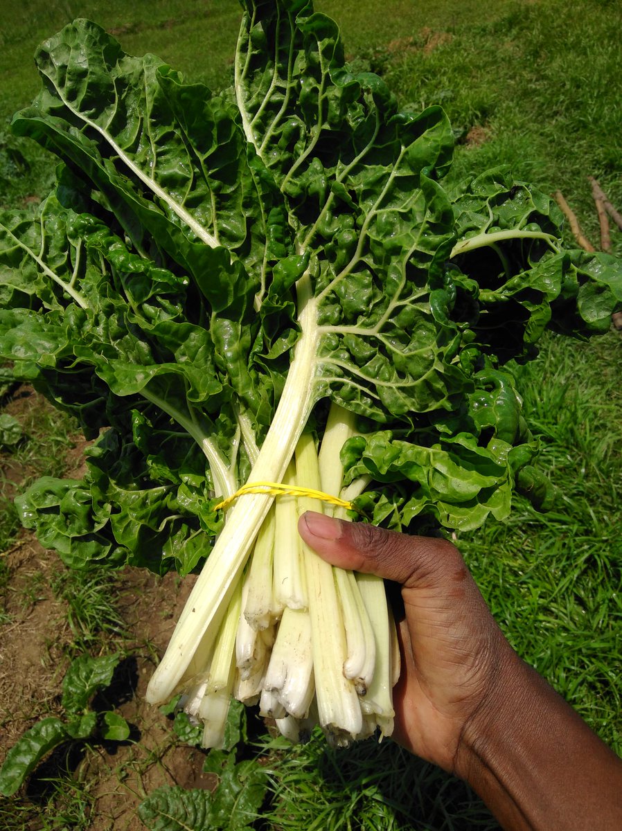 njavhulo's tweet photo. #YoungandFarming #FarmingTwitter the best way to get things done is to do it by yourself. I will appreciate every support from you guys. I am selling Spinach. Delivery is available locally. I am based in Ermelo, Mpumalanga. I am ready to supply any super market. More pictures 👇🏽 https://t.co/OobaAX3ppr