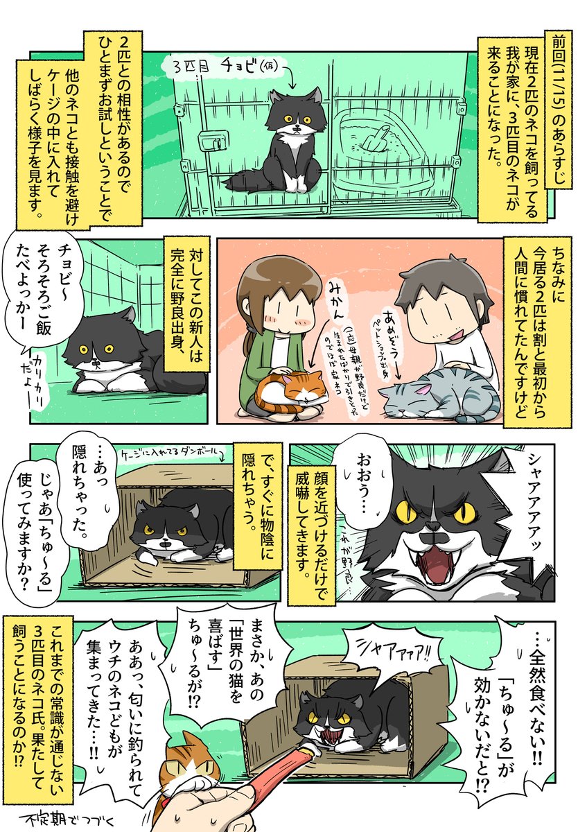 我が家に3匹目のネコがやってきました。 | あやたろす@ニンドリ連載中