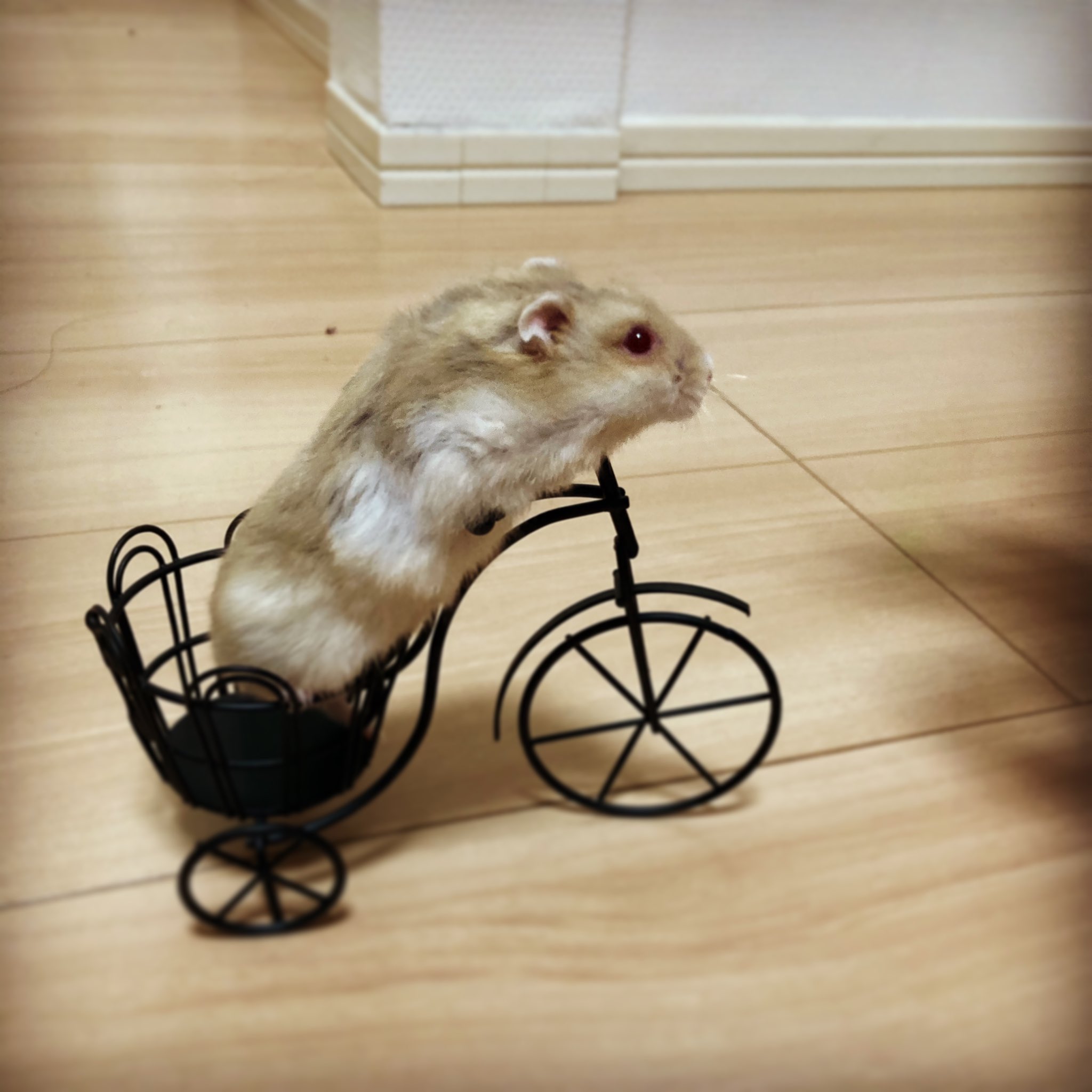 ベスビー ハムスターさん専用 自転車 BESV | トイファクトリーの