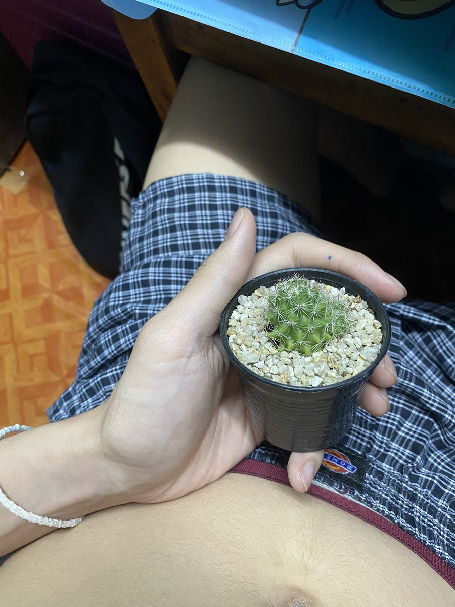 ต้นกระบองเพชรสวยจังเลยครับ