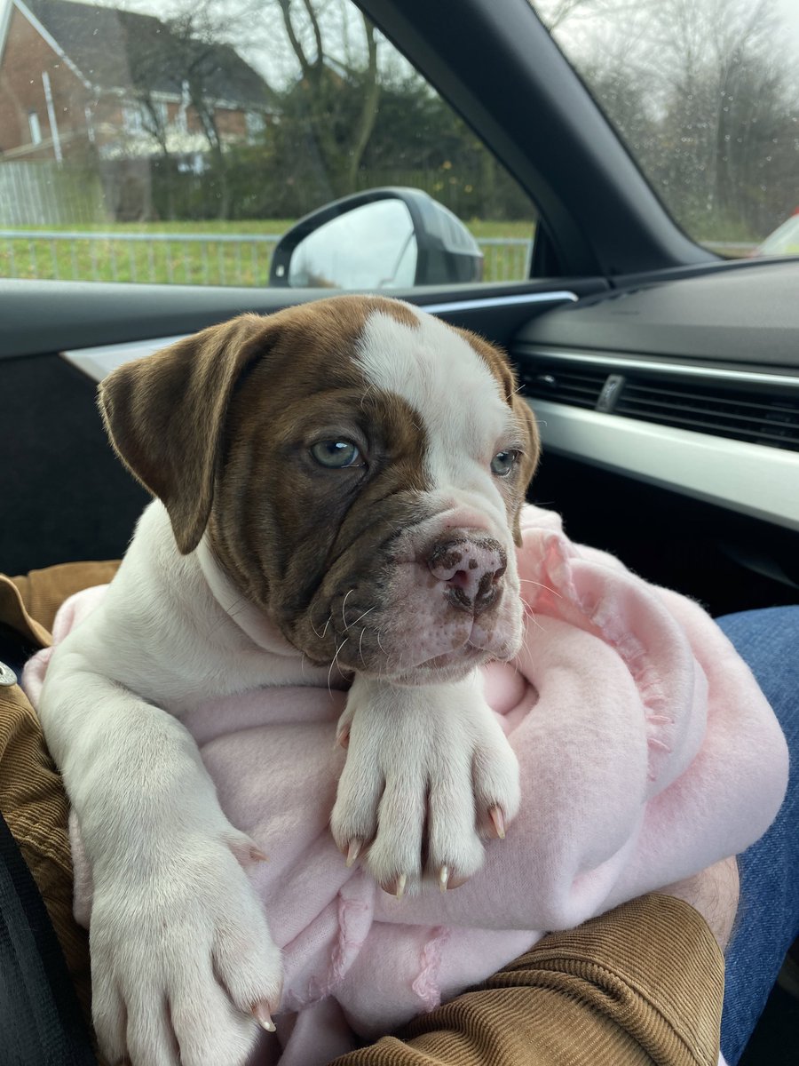 IanCavanagh5's tweet photo. Barbara arrived this weekend and has made herself right at home https://t.co/QvBgVa2Fak
