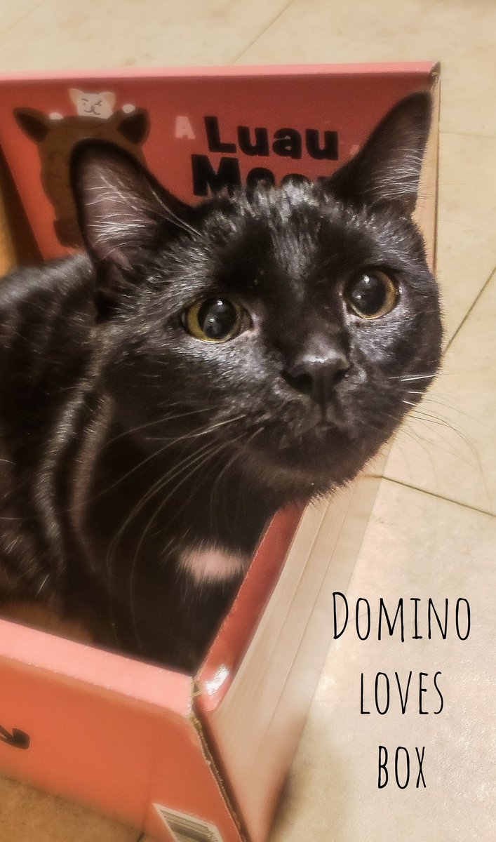 rancideous's tweet photo. @SandiaWisdom They are fun beings. So much joy 😊💓

I have full on conversations with my feline family members. https://t.co/okzziPAmkf