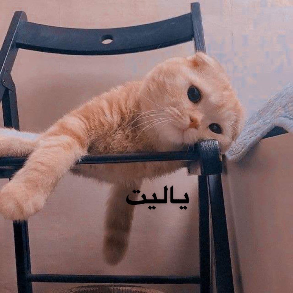 Egyptianmemees's tweet photo. Mood https://t.co/eTjoM9oA6K