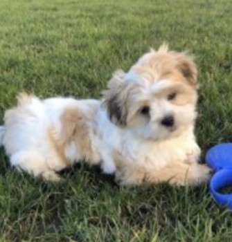 millypod1's tweet photo. 🆘UPDATED TO #STOLEN @gmpolice @gmptraffic
21 NOV 2020. NELLY #Lost Maltese Female
9 WEEK OLD #PUPPY😢
Marlborough Street #GuideBridge area #AshtonUnderLyne #GreaterManchester #OL7
SIGHTINGS PLZ ☎️07983771994
https://t.co/ciDs7kErZZ https://t.co/aunDswPXD9