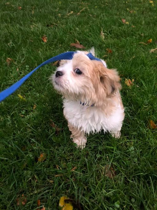 millypod1's tweet photo. 🆘UPDATED TO #STOLEN @gmpolice @gmptraffic
21 NOV 2020. NELLY #Lost Maltese Female
9 WEEK OLD #PUPPY😢
Marlborough Street #GuideBridge area #AshtonUnderLyne #GreaterManchester #OL7
SIGHTINGS PLZ ☎️07983771994
https://t.co/ciDs7kErZZ https://t.co/aunDswPXD9