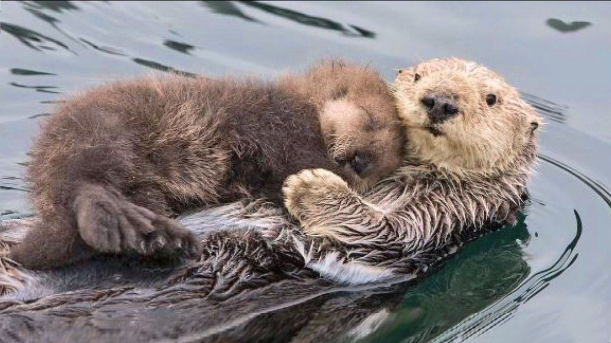 Otter_Emergency's tweet photo. Stay home and stay safe #ottersknowbest #Thanksgiving https://t.co/16o4b8BBDr