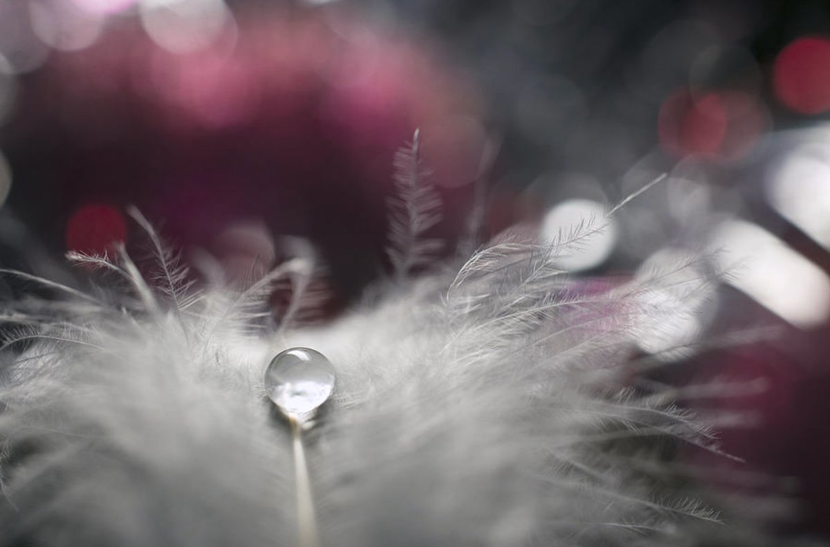 Fotoshow7's tweet photo. Stories of Drops
#photography by Dmitry Doronin https://t.co/kWdSLFb9SQ