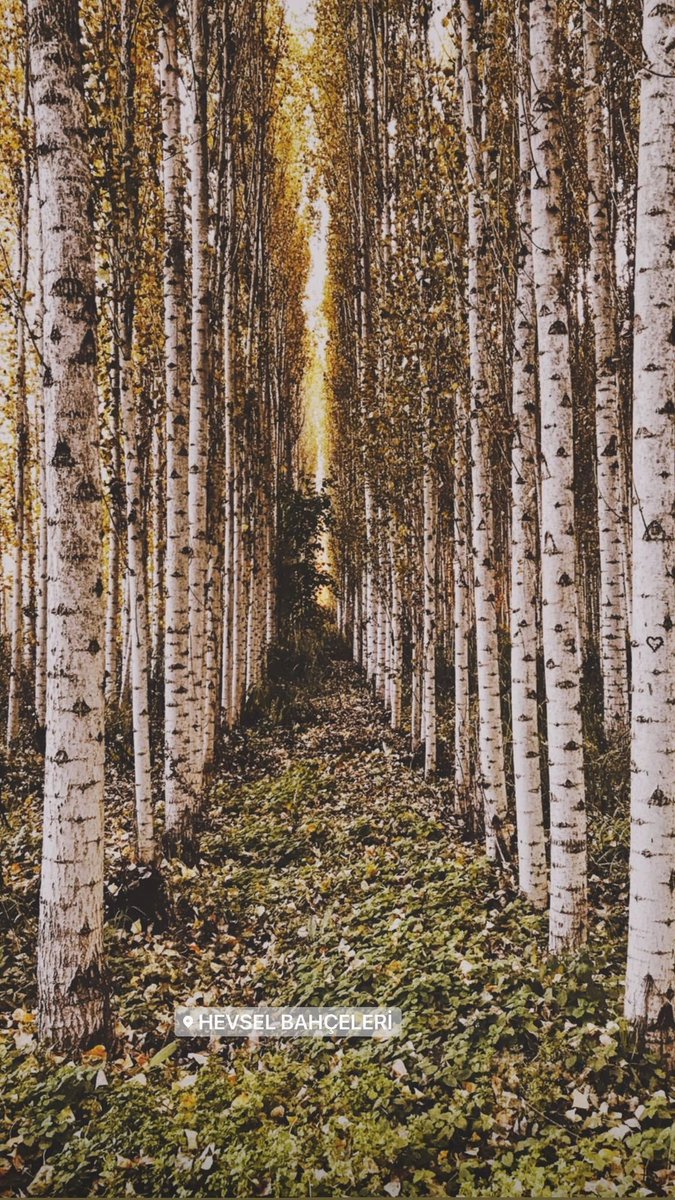 söyle bir güzelikle Sizi başbaşa bırakıyorum..