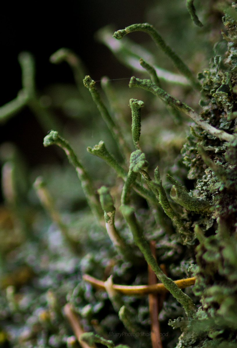 shakytripod's tweet photo. #lichen Cladonia Fimbiata @WoodlandTrust #Pontburn woods today.
Lichens are double organisms of #fungus & green #alga
Bizarre but beautiful!
@NEE_Naturalist @Britnatureguide @durhamwildlife @Chrysal08959925
#wildflowerhour #macrophotography #nature
#autumn #woodlands https://t.co/MXXN7fTJyW