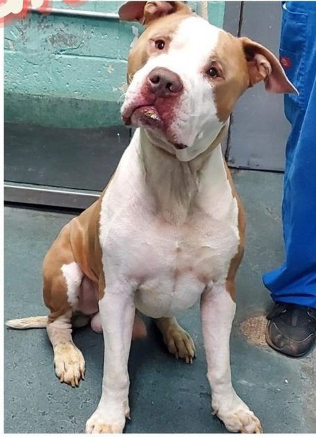 NMBewitched's tweet photo. 💕Nemo💕
NYCACC
🆘️URGENT MEDICAL RESCUE🆘️
Today 6pm 💉
We have $500 Stipend
$250 Private Donor for Medical
Sweetheart 
No Behavior Issues
Truly You Could NOT be more Blessed
Boy is a Dream🥰
Look at that Face
Pro Head Tilt
#Pledge
#Share
#Foster
#Rescue
We NEED a Home Run https://t.co/V6DQPRTGyY