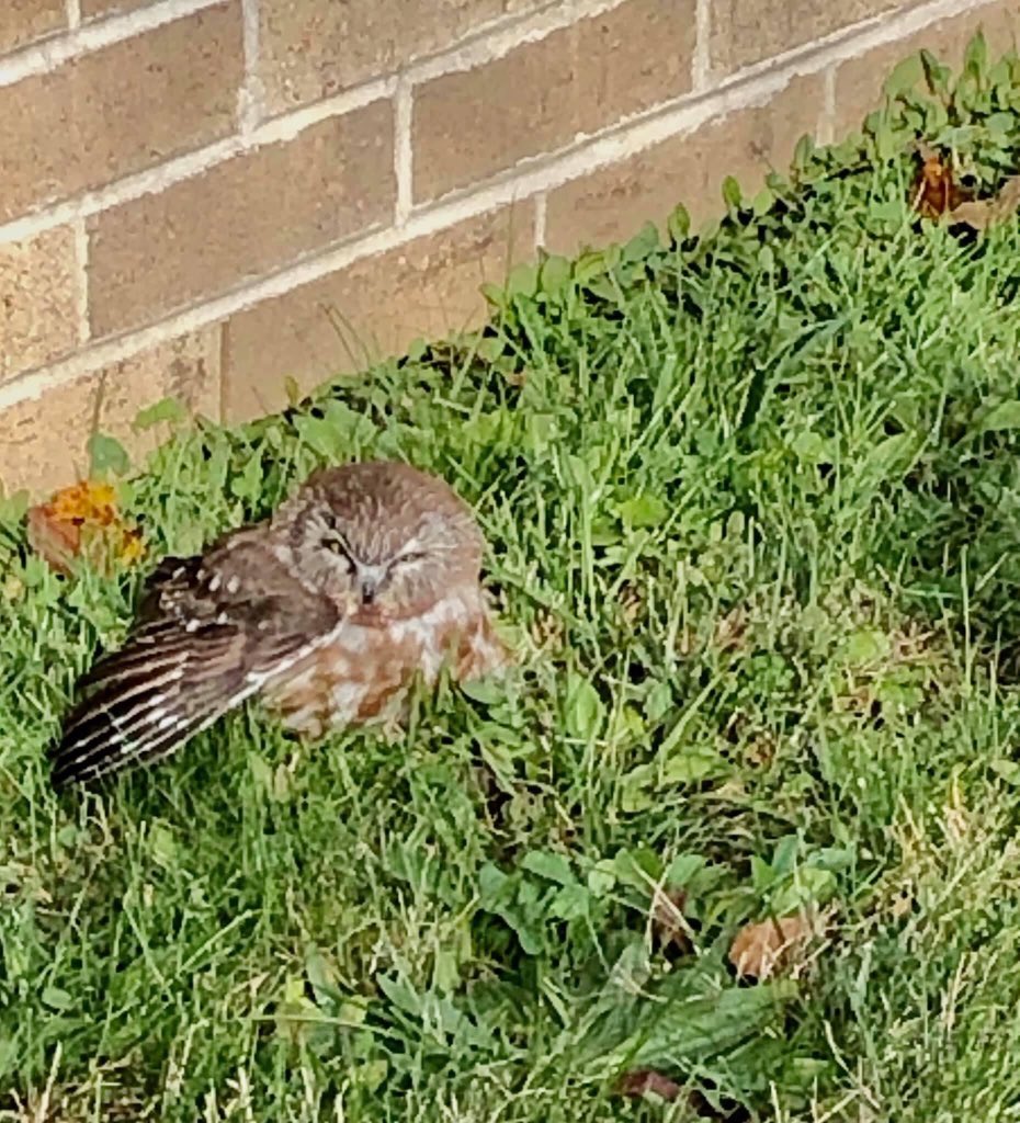 SnyderMiddle's tweet photo. Tune in to PHL17 at 10:00 PM and/or 6abc Action News at 11:00 PM tonight to learn more about the tiny owl discovered in the Courtyard at Snyder Middle School and for an update on the owl’s progress. We can’t make this up! 

🦉 💙

#SnyderOwlsSOAR #snyderproud #bensalemPROUD https://t.co/eZQVOMFi98