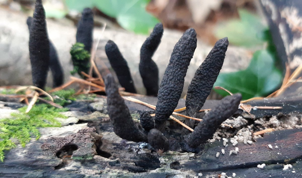 Chrysal08959925's tweet photo. Dead man's fingers #Pontburn #woods today. #fungi #wildflowerhour @britnatureguide @NEE_Naturalist @shakytripod @durhamwildlife @WoodlandTrust https://t.co/Y9mhoeV2yT
