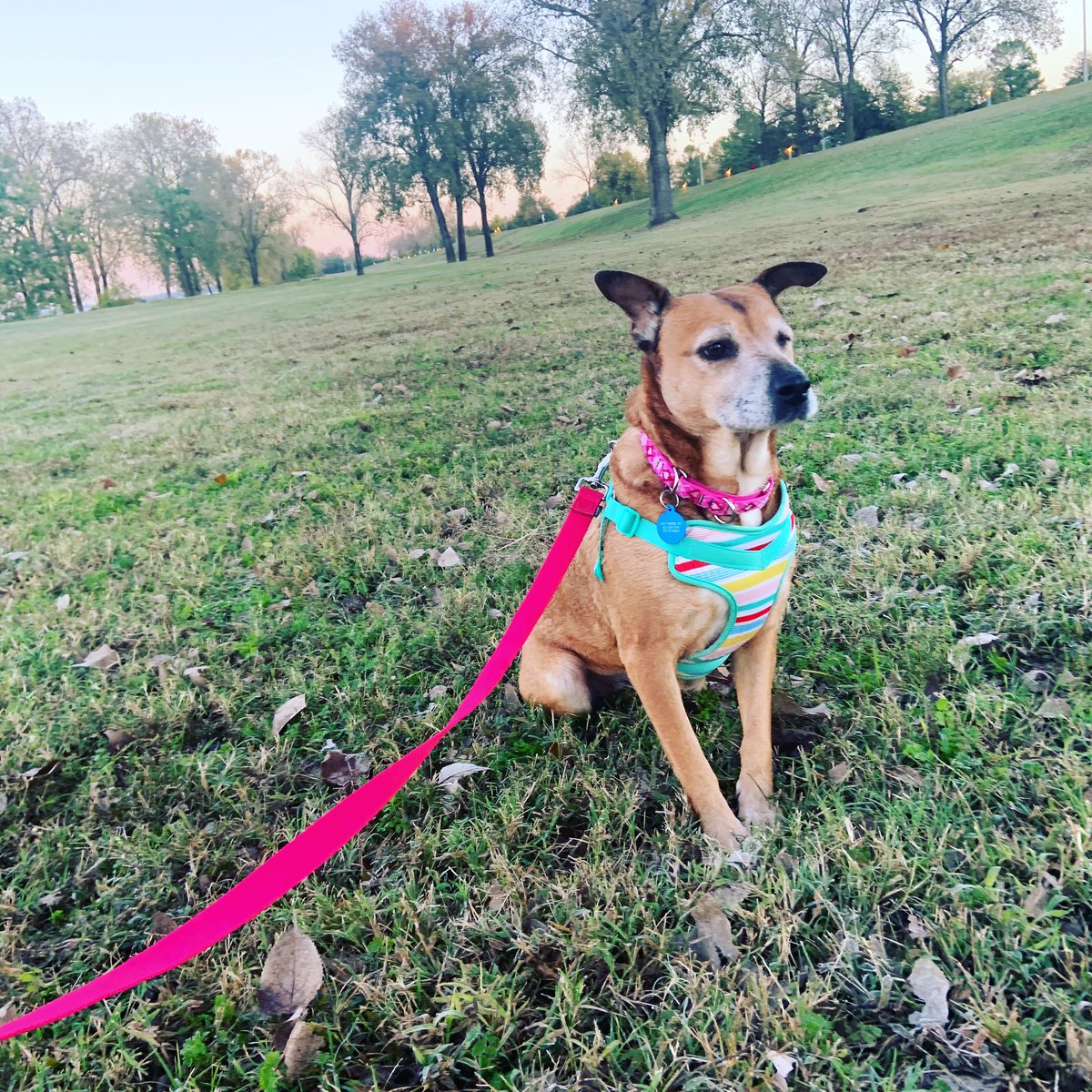 mschaube's tweet photo. Got so desperate to find my lost dog that I made a tinder for her (to keep her face out there). Well that got banned so PLEASE keep an out eye for Browny girl. https://t.co/u8Xd0X9wk6