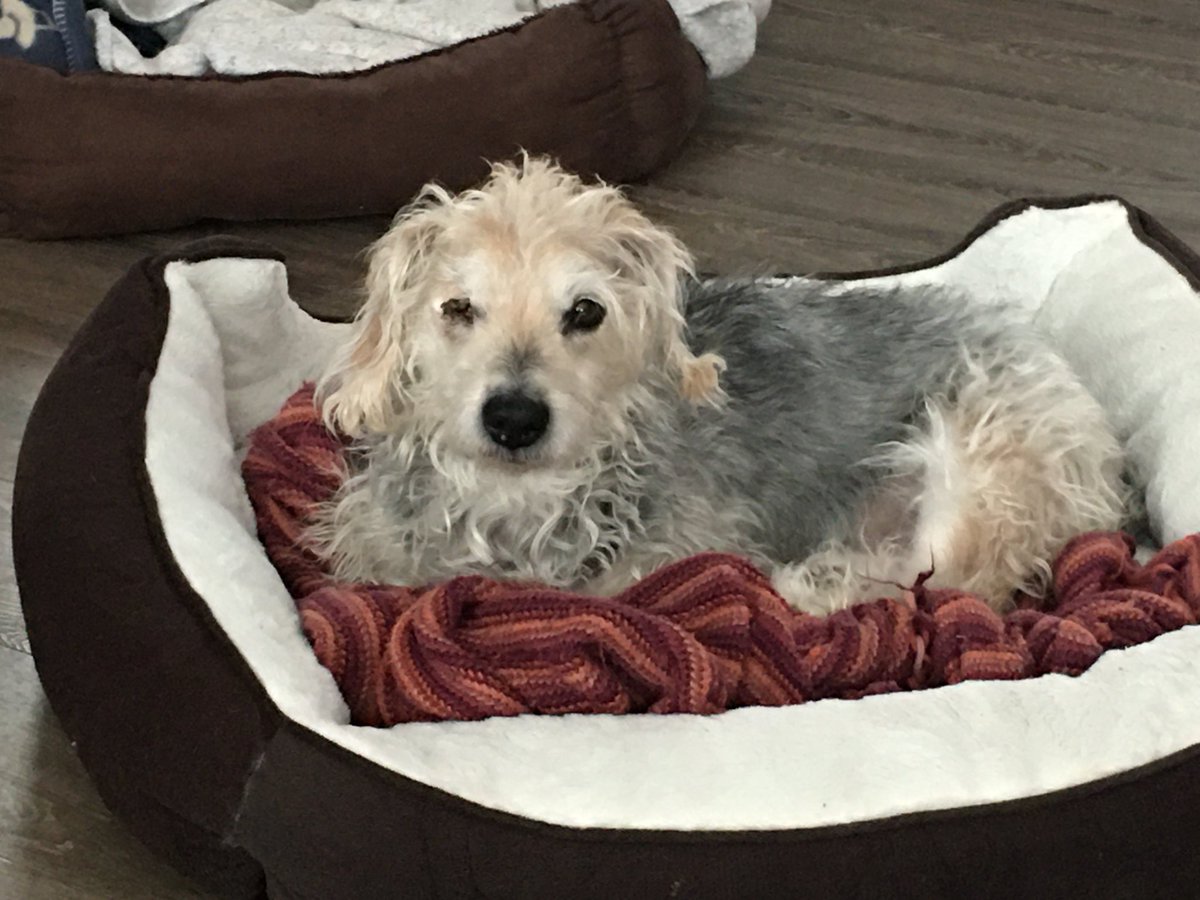 oichi420's tweet photo. A tweet dedicated to my original OG
The only puppy I ever had
His name was Havoc https://t.co/Uv927k0UqO