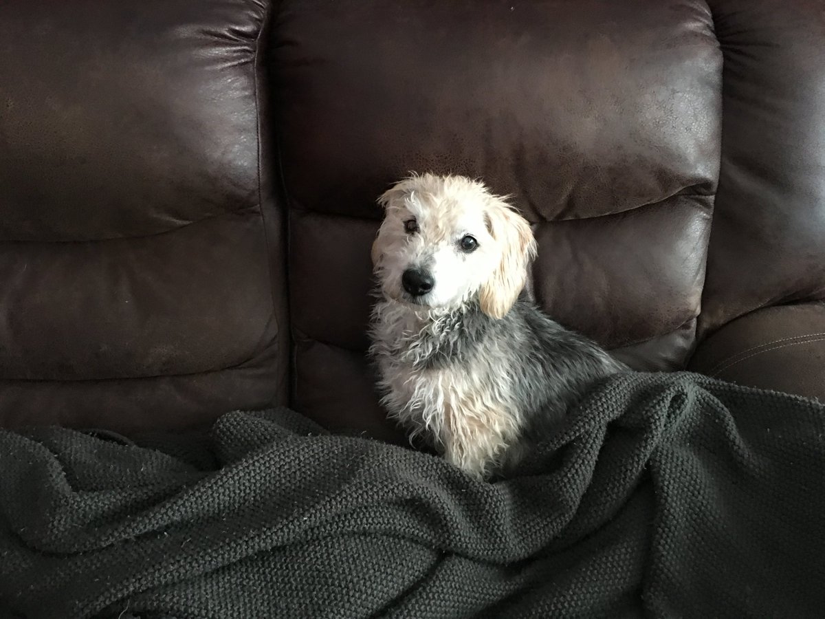 oichi420's tweet photo. A tweet dedicated to my original OG
The only puppy I ever had
His name was Havoc https://t.co/Uv927k0UqO