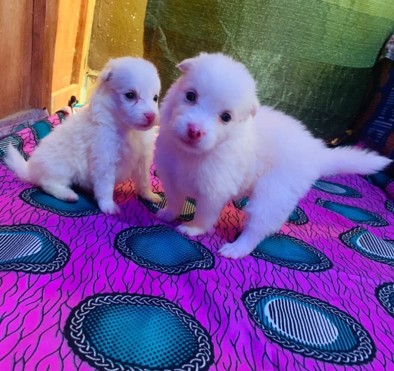 Gr_Akande's tweet photo. American Eskimo pups available for new homes

2 Females, 5 males left
Location: Abeokuta (can be waybilled to your location)
Price: 50k (slightly negotiable)

Kindly retweet. Thanks

#LIVLE #Recession2 #TREM #sundayvibes #LayconXHipHopChallenge #TachaTitansFM https://t.co/Xe9DASqDIg