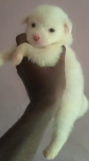 Gr_Akande's tweet photo. American Eskimo pups available for new homes

2 Females, 5 males left
Location: Abeokuta (can be waybilled to your location)
Price: 50k (slightly negotiable)

Kindly retweet. Thanks

#LIVLE #Recession2 #TREM #sundayvibes #LayconXHipHopChallenge #TachaTitansFM https://t.co/Xe9DASqDIg