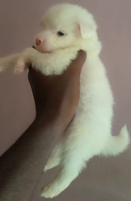 Gr_Akande's tweet photo. American Eskimo pups available for new homes

2 Females, 5 males left
Location: Abeokuta (can be waybilled to your location)
Price: 50k (slightly negotiable)

Kindly retweet. Thanks

#LIVLE #Recession2 #TREM #sundayvibes #LayconXHipHopChallenge #TachaTitansFM https://t.co/Xe9DASqDIg