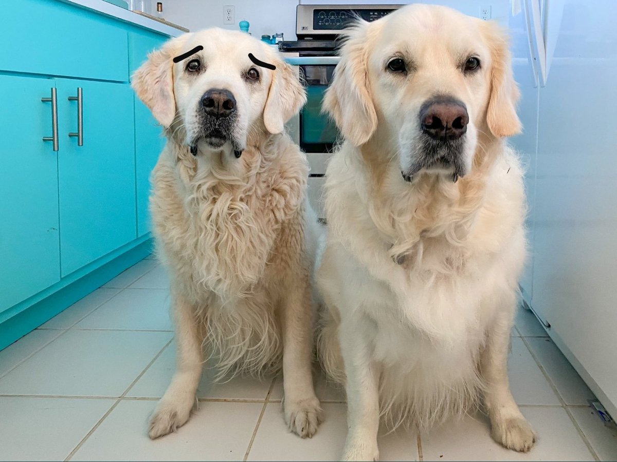 Chief Brody Brows tweet media