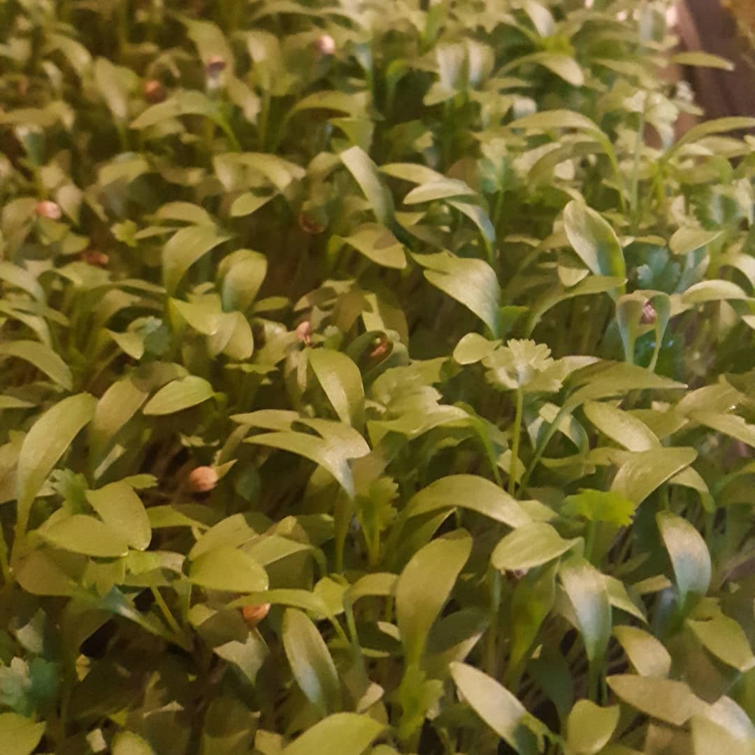 RootUpIreland's tweet photo. We've got news! From tomorrow on you will be able to buy our delicious and nutritious microgreens in #countryfreshdundalk in both of their stores. I will be delivering some Coriander,  Dill, Broccoli and Nasturtium in the morning. #louthchat #countryfresh #excited https://t.co/KQZTzZPUey