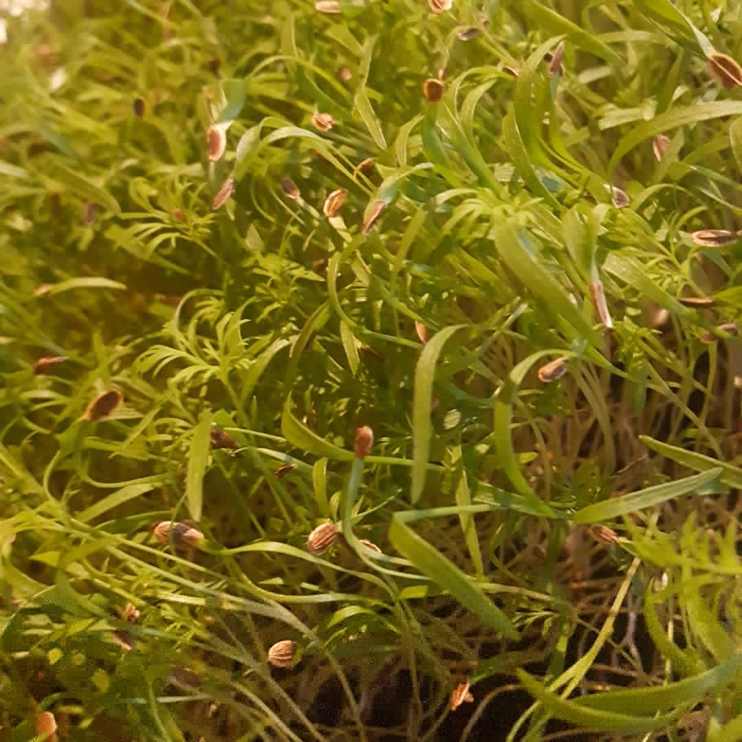 RootUpIreland's tweet photo. We've got news! From tomorrow on you will be able to buy our delicious and nutritious microgreens in #countryfreshdundalk in both of their stores. I will be delivering some Coriander,  Dill, Broccoli and Nasturtium in the morning. #louthchat #countryfresh #excited https://t.co/KQZTzZPUey
