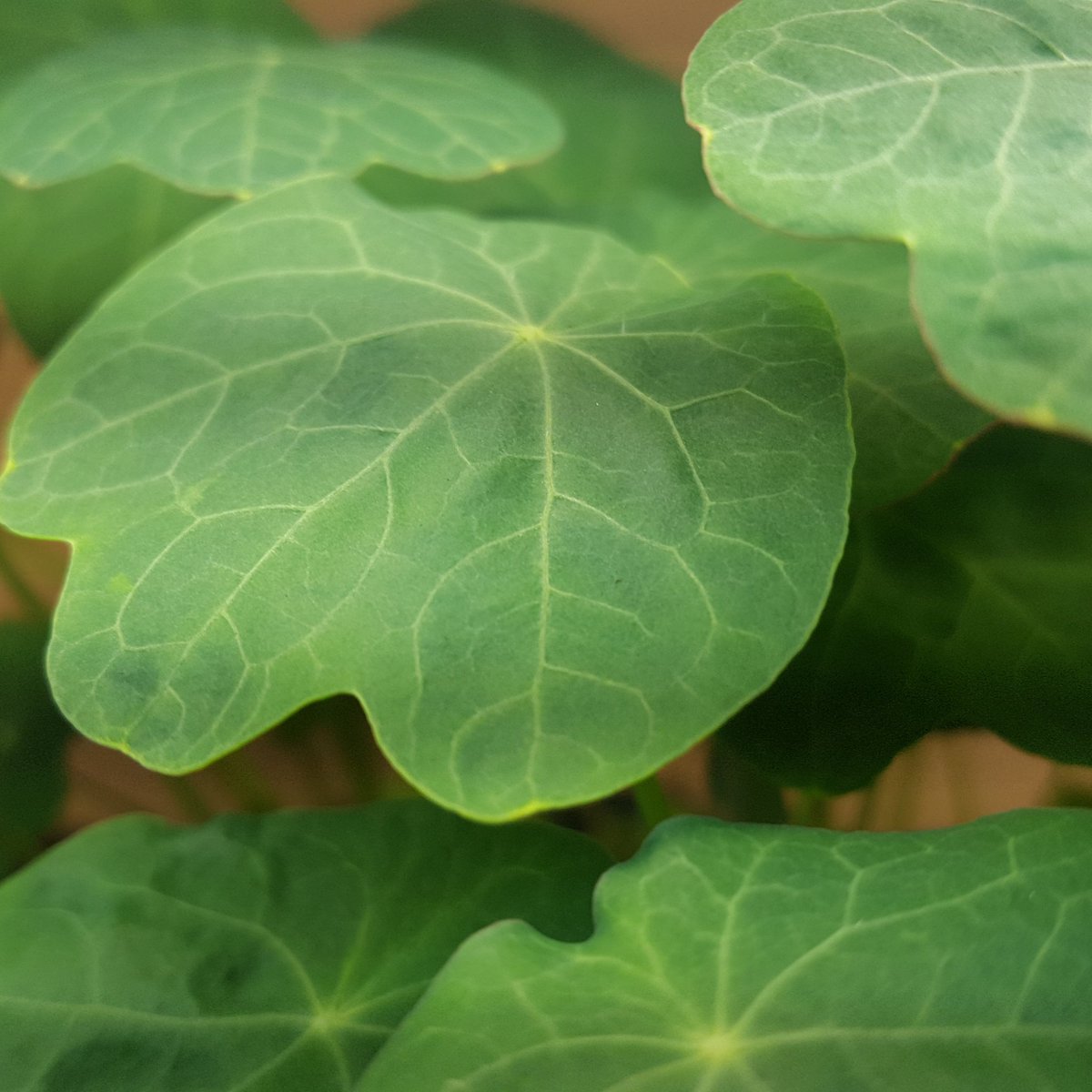 RootUpIreland's tweet photo. We've got news! From tomorrow on you will be able to buy our delicious and nutritious microgreens in #countryfreshdundalk in both of their stores. I will be delivering some Coriander,  Dill, Broccoli and Nasturtium in the morning. #louthchat #countryfresh #excited https://t.co/KQZTzZPUey