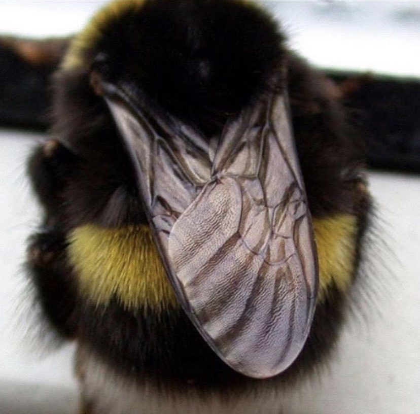 Harry_Styliar's tweet photo. Louis as a bee https://t.co/kVXZLOPpLJ