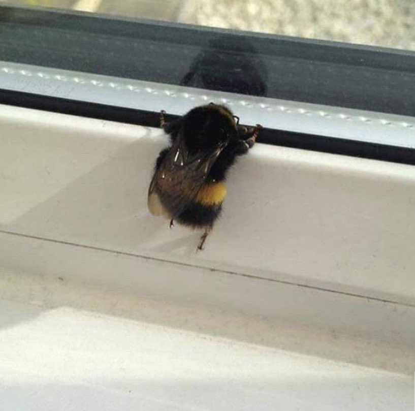 Harry_Styliar's tweet photo. Louis as a bee https://t.co/kVXZLOPpLJ
