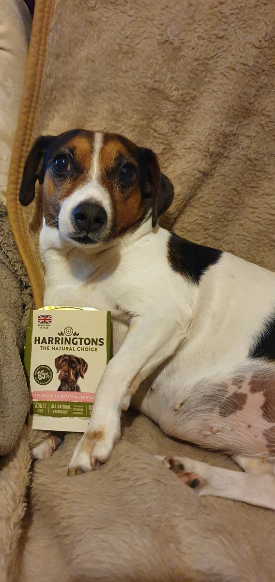 harringtons dog food ireland