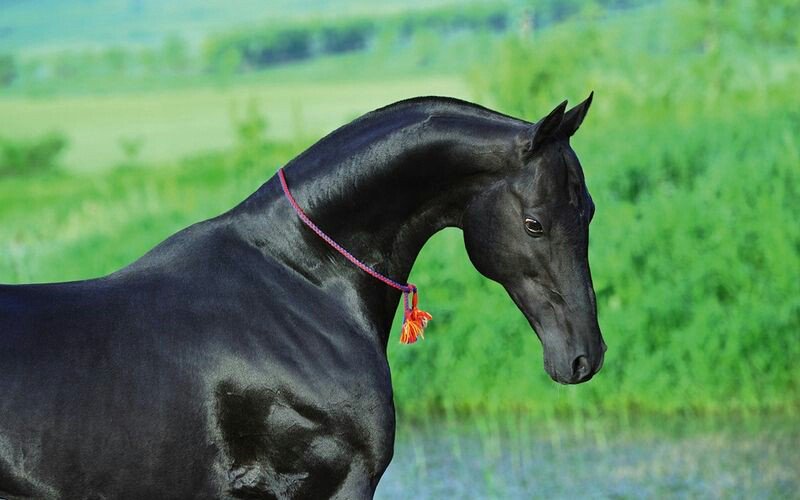 Dünyanın en güzel atı; Akhal Teke.

Bir Türkmenistan atıdır. Denilenlere göre 3000 yıl evvel evcilleştirilmiş. Bir çok hüneri ve güzelliği vardır ancak hepsini sayamayacağız.
Nazar etmeyelim..
