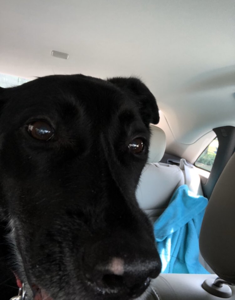 Lost our dog last night, if everyone in West Saint Cloud and St. Joe could keep an eye out for her, she is a lab mix and her name is Layla, she is wearing a red collar, DM me if you see her or are able to get her.