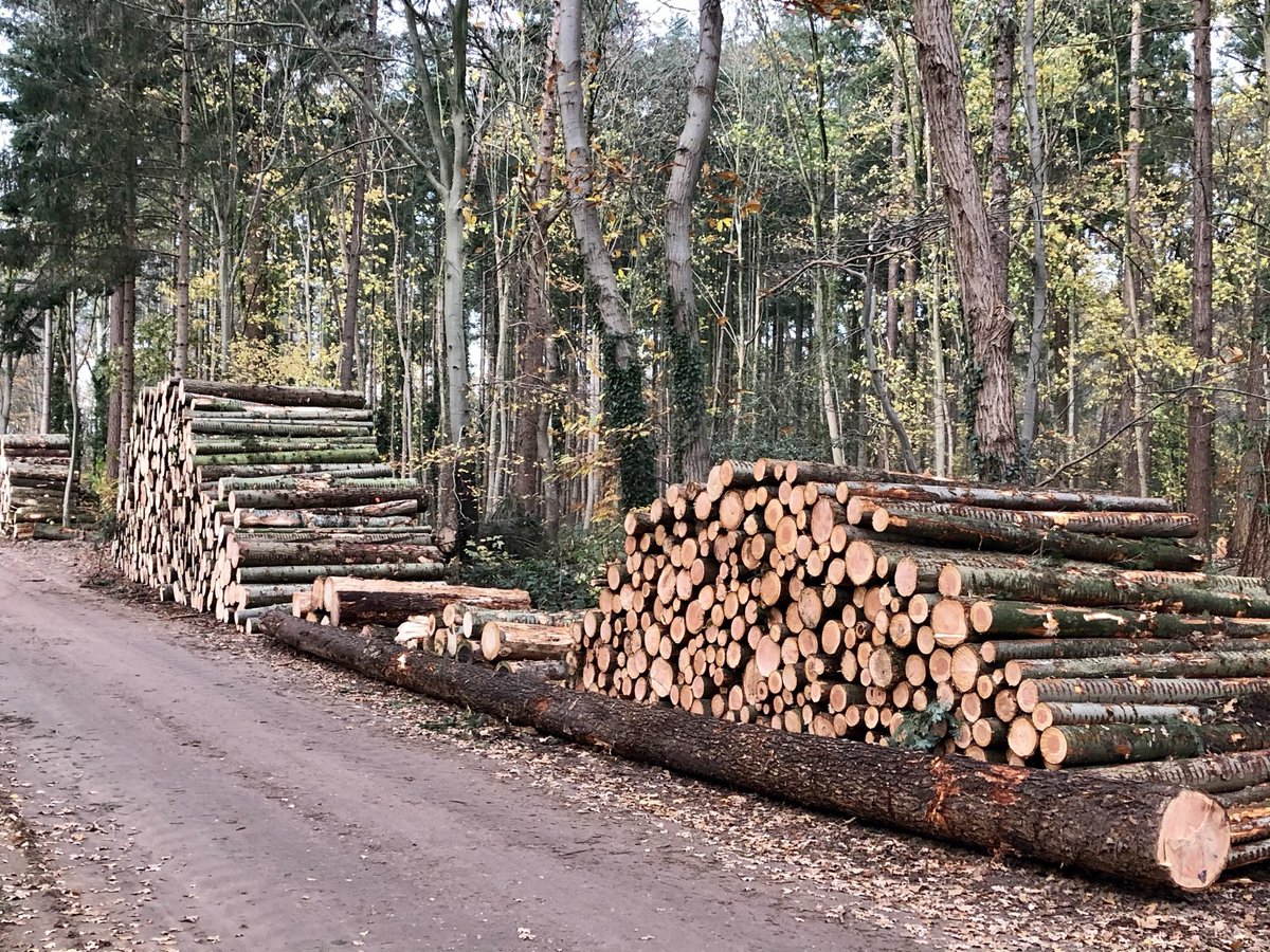 Toon_Sesink's tweet photo. Ga je op zondagmiddag even lekker wandelen, is dit wat je ziet. Het slopen van de NLse bossen gaat onverminderd door.
Of de daders gezocht moeten worden in de hoek van ‘natuurbeheerders’ als @staatsbosbeheer, @glk of elders, onduidelijk. #bomenkap #natuursloop #biomassa https://t.co/kns4U4sLVM